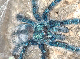 Assorted tarantula / reptile enclosures and equipment