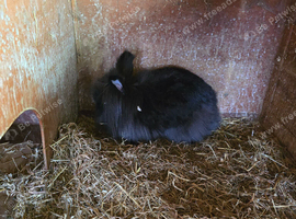 One girl rabbit for sale