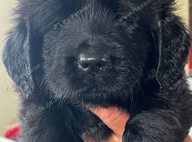 Golden retriever x flat coat retriever puppies
