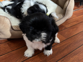 1 puppy male left