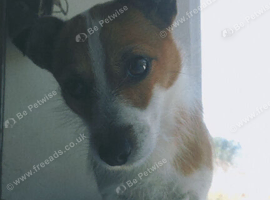 Jack Russel x Pomeranian age 3