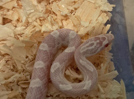 Baby corn snake
