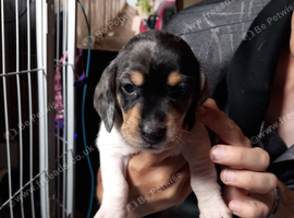 11 week old male miniature daushaund