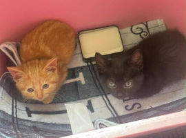 2 kittens