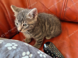 Grey tabby kitten