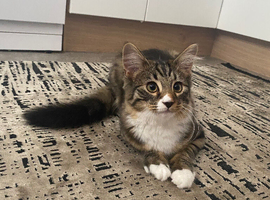 Maine coon x ragdoll