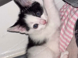 Kittens