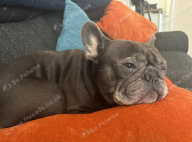 5 year old female Frenchie