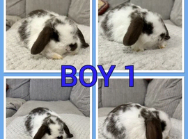 Pure mini lop babies