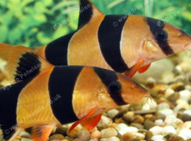 Clown loach