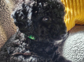 F1bb PRA clear cockapoo last boy remaining