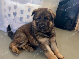 3 German Shepherd Puppies for sale