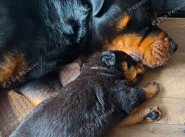 Beautiful pup's for sale
