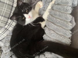 Beautiful male cat chomp