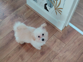 Maltipoo puppy