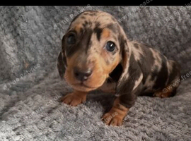 Stunning Miniature Dachsund Puppies