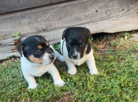 traditional Jack Russell puppies