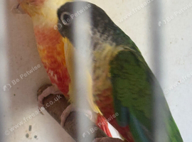 Proven pair latino conures