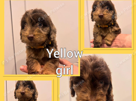 *Show* Cockapoo Ready To Leave Health Tested Pups