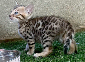 Beautiful full breed bengal kit