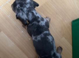 Dapple dachshund miniature