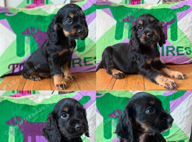 Kc Black and Tan boys only 17 dna health tested clear