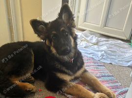 Female long haired German shepherd