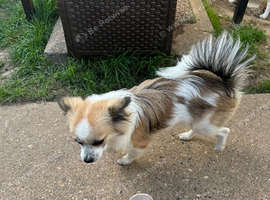 Pomchi boy for sale