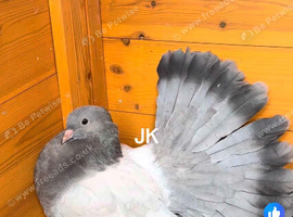 Indian fantails 2026 birds