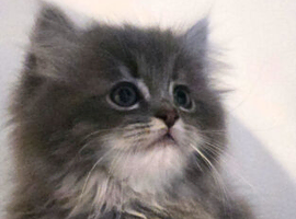 Persian cross Ragdoll
