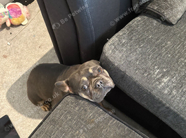 French bulldog for a good home