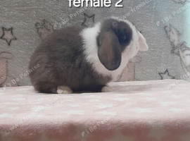 Stunning purebred mini lop rabbits
