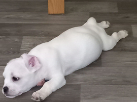 3 puppies French Cava Tzu