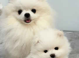 KC Registered Pomeranian Puppy