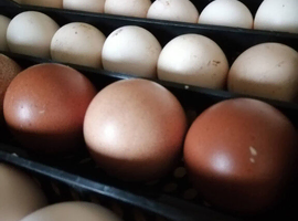 Hatching eggs available! Welsummer, buff orpingtons, mix colour pekins, ginifowl