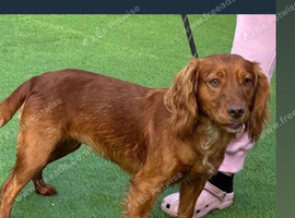 3 year old cocker spaniel female
