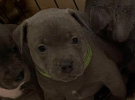 READY TO LEAVE Blue staff Puppy