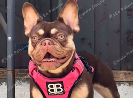 Female french bulldog
