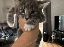 Mainecoon cross