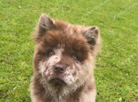 Male Chow 5 months old