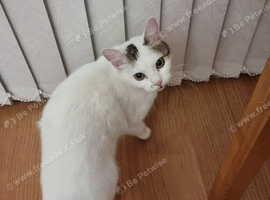 cat