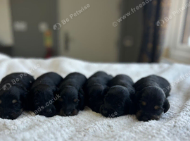 Lovely Daxie poo available to be viewed