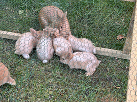 Baby rabbits for sale