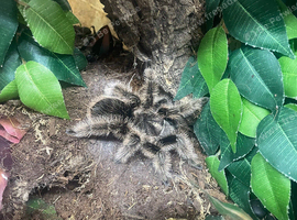 Curly hair female and set up