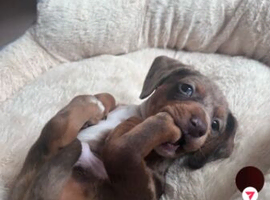 Mini dashund pup