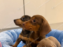 Miniature Dachshund Puppies