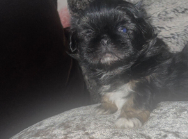Pekingese