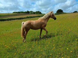 Registered Welsh sec D palimino filly