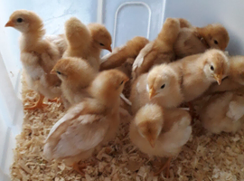 Female chixs 14days