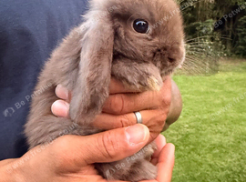 Adorable pure bred Mini lop